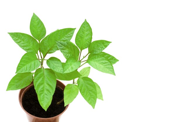 Pepper plant seedling with green leaves growing in pot with soil Isolated on white background