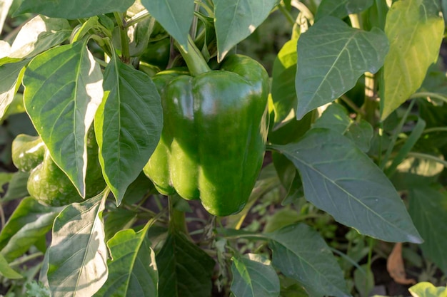 Pepper plant with fruits after watering in the garden