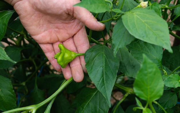 Pepper plant with green fruits.