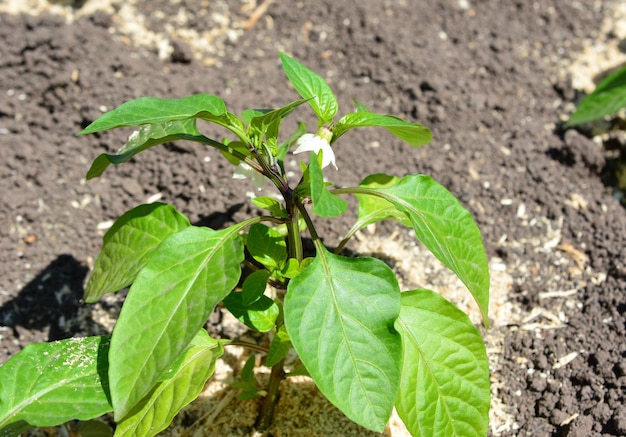 a pepper plant with white flowers and green leaves isolated in the garden