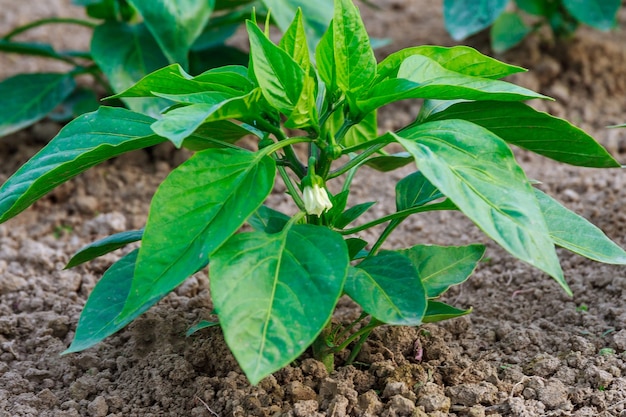 庭のコショウ植物。ピーマンの苗。若い緑の植物を育てる。植物の世話。