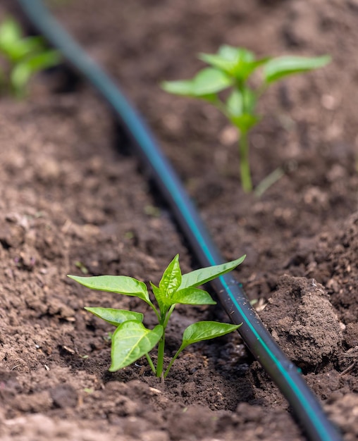 Pepper plants with drip irrigation