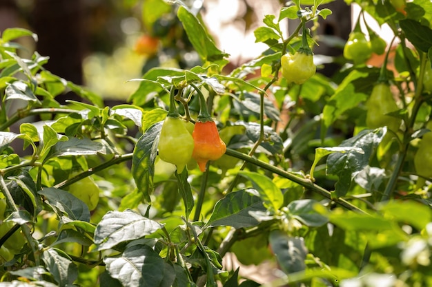 Pepper plants with fruits with selective focus