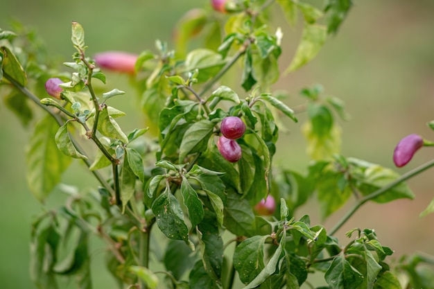 Pepper plants with fruits with selective focus