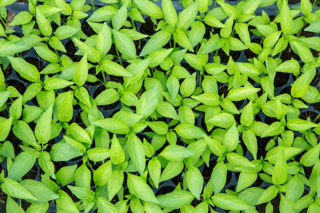 Pepper seedling in tray