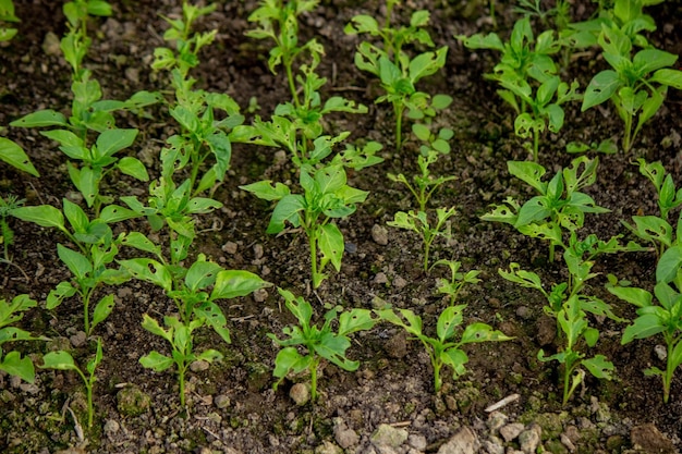 ピーマンの苗が虫に食べられる