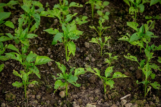 Pepper seedlings are eaten by bugs
