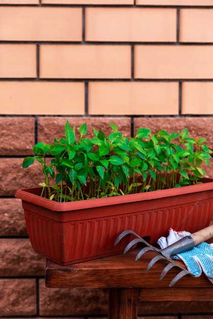 Pepper seedlings in brown plastic pot stand on the wooden bench near house wall
