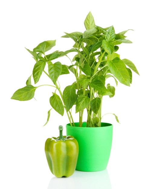 Pepper seedlings in flowerpot isolated on white