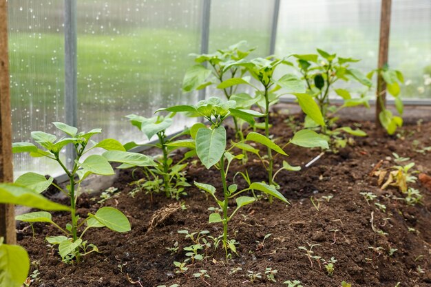 Pepper seedlings growing in a greenhouse Vegetable garden