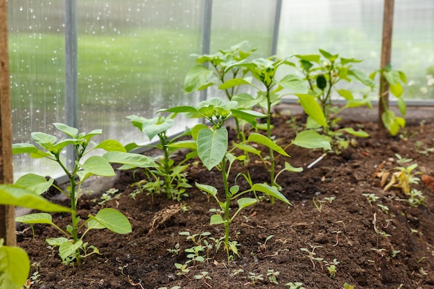 写真 温室で育つピーマンの苗 菜園