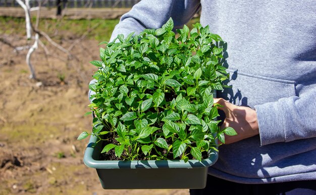 Pepper seedlings in hands on the background of the garden