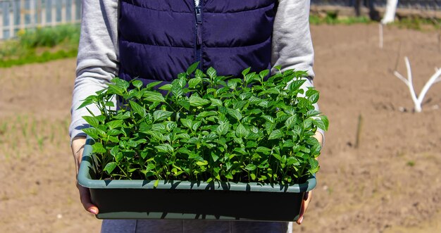 Pepper seedlings in hands on the background of the garden