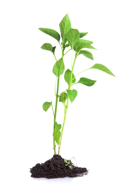 Pepper seedlings isolated on white