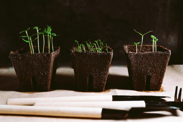 Pepper seedlings in peat pot