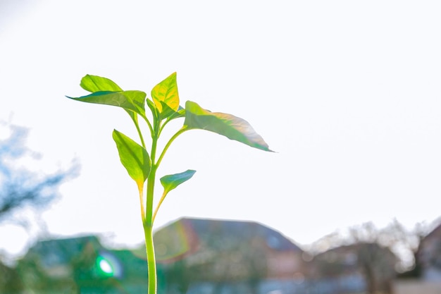 Piantine di peperone in vasi di plastica. piantine in crescita all'inizio della primavera nella serra.