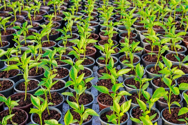 Pepper seedlings in plastic pots. Growing seedlings in early spring in the greenhouse.