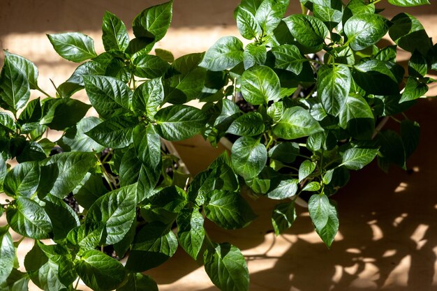 Pepper seedlings in pots. The concept of spring preparation for growing vegetables. Country style.