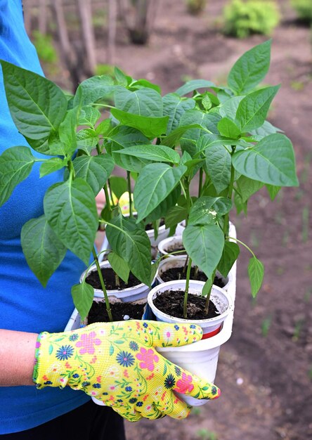 식물을 돌보는 개념을 이식할 준비가 된 후추 묘목