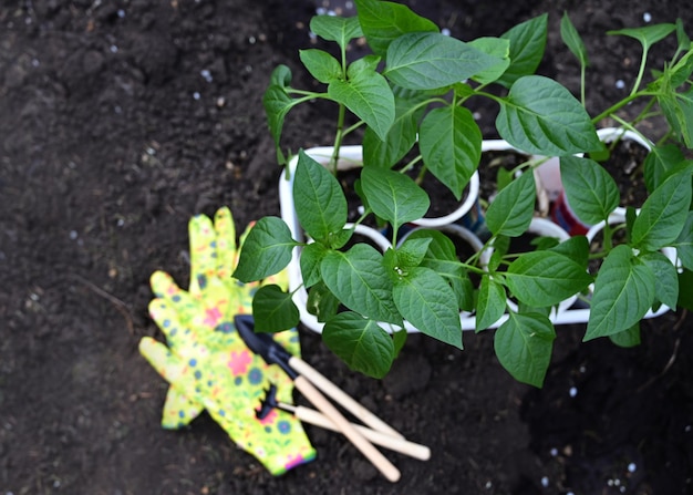 Pepper seedlings ready for transplanting The concept of caring for plants