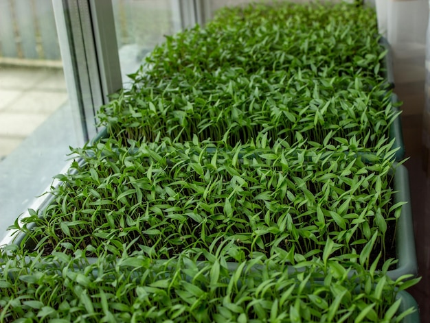 Pepper seedlings in a tray growing seedlings closeup