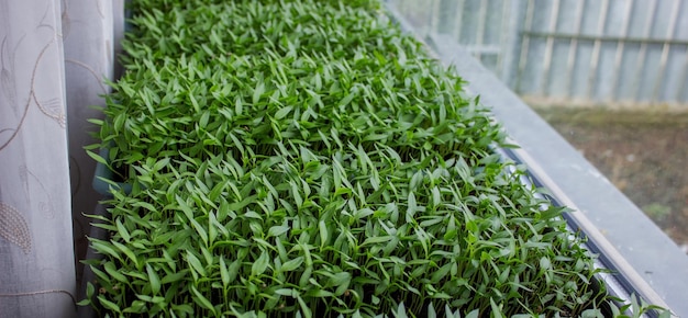 Pepper seedlings in a tray on the windowsill growing seedlings closeup