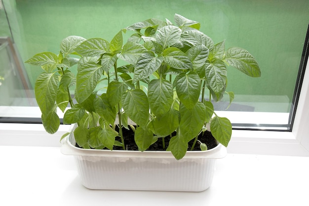 Pepper seedlings on the windowsill of the house in box