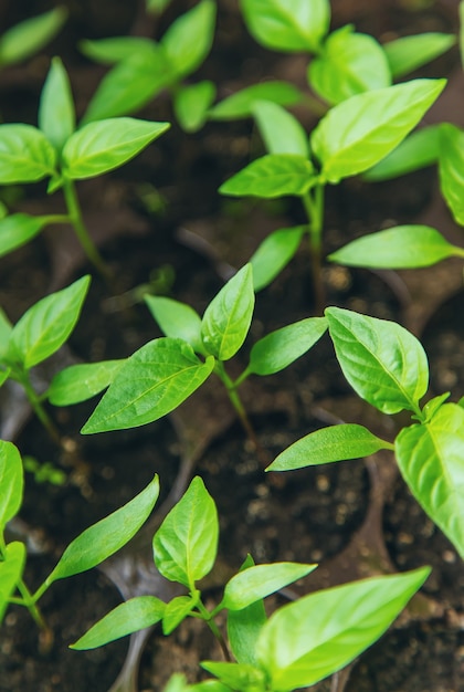 Pepper seedlings on the windowsill