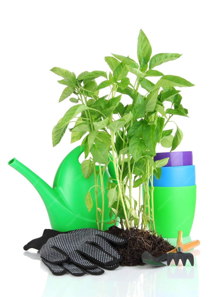 Premium Photo | Pepper seedlings with garden tools isolated on white