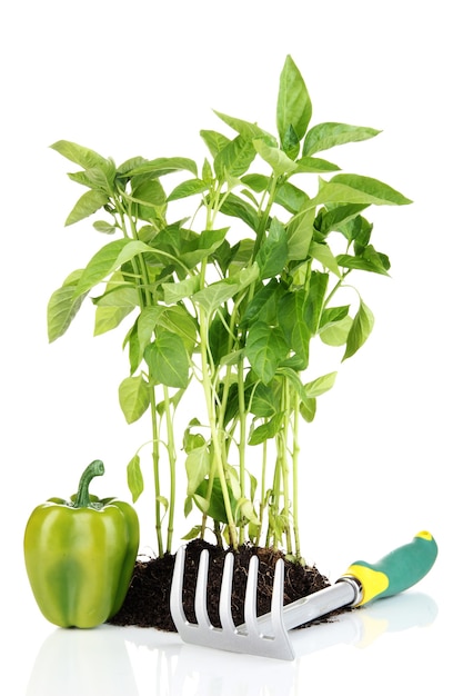 Pepper seedlings with garden tools isolated on white