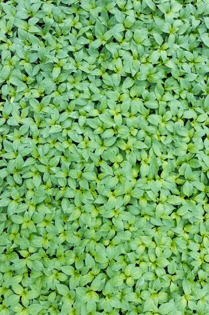 Pepper Seedlings, young foliage of pepper, Spring seedlings. Sprouts pepper.