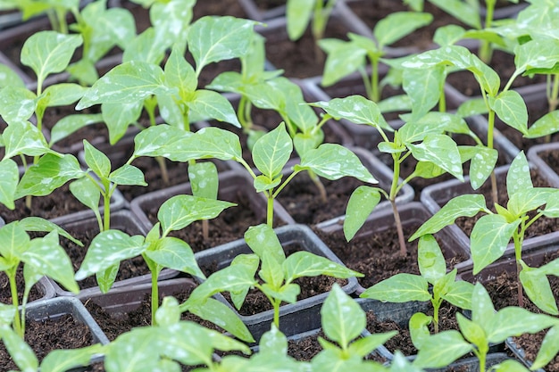 Pepper Seedlings, young foliage of pepper, Spring seedlings. Sprouts pepper.