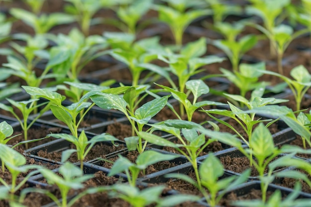 Pepper Seedlings, young foliage of pepper, Spring seedlings. Sprouts pepper.