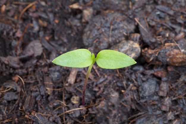 Pepper seedlings