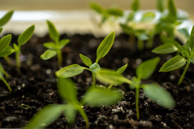 Photo pepper seedlings