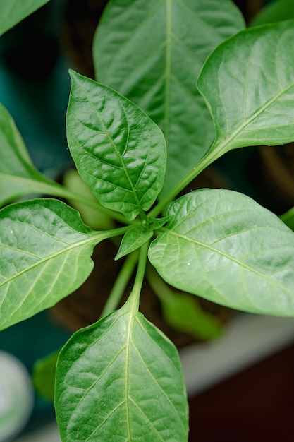 Photo pepper sprouts