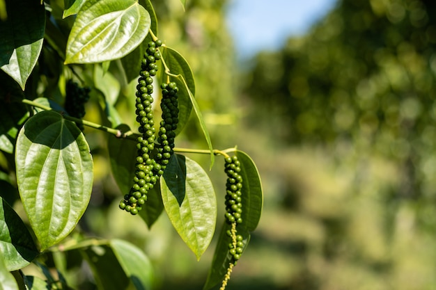 Pepper tree climbing on the pole in the field