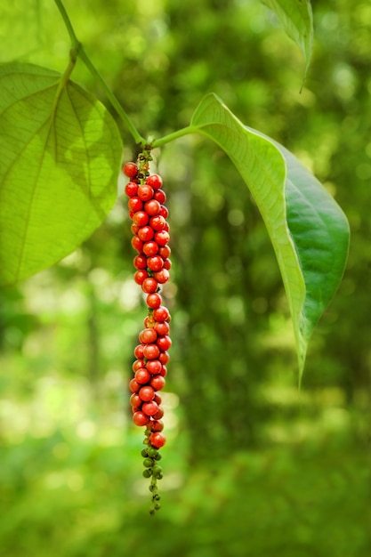 Pepper on the tree