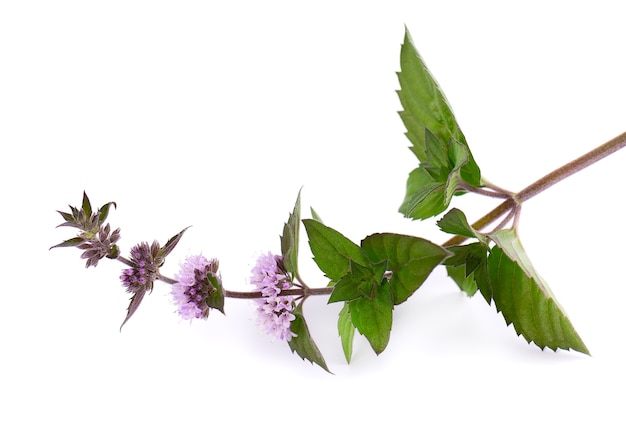 Peppermint flowers isolated on white background mint branch herbal medicine