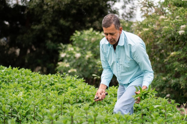 Processo di raccolta della menta piperita contadino maschio che raccoglie la menta piperita con lo strumento falce di diserbo