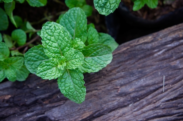 Foto erba o verdure alla menta in giardino