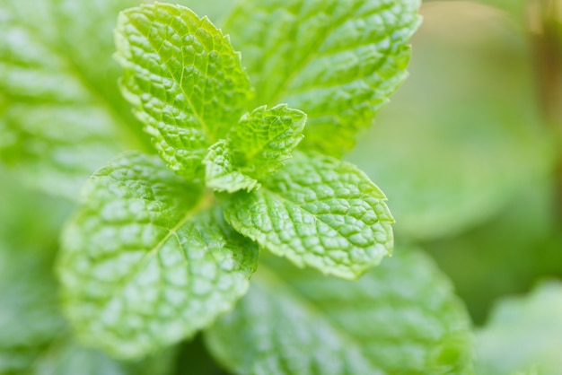 Peppermint leaf close up