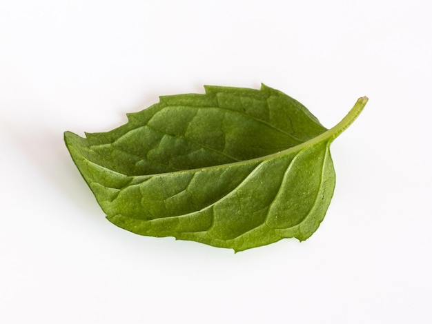 사진 흰색 배경에 고립 된 박하 잎