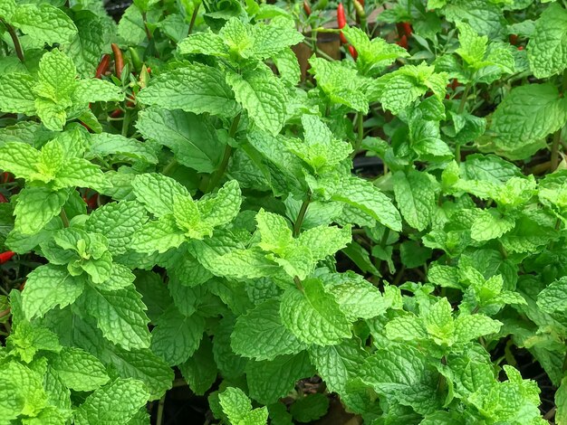 Peppermint leaves are green plants that are useful for cooking and making ingredients in c