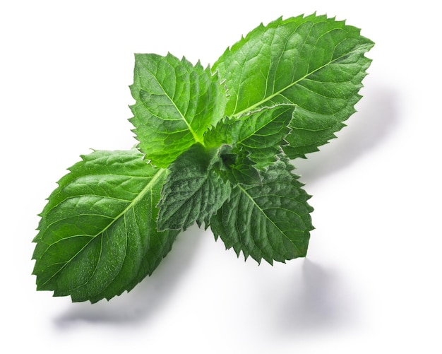 Листья мяты перечной Mentha piperita, изолированные на белом фоне, вид сверху