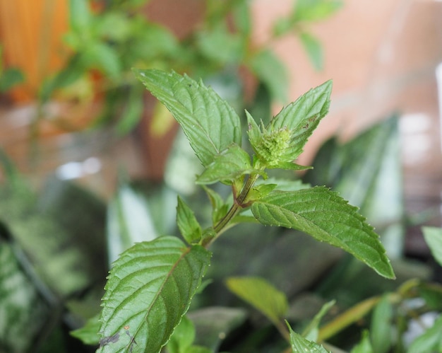 Peppermint Mentha piperita plant