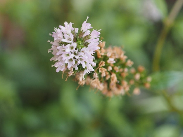 Peppermint Mentha piperita plant