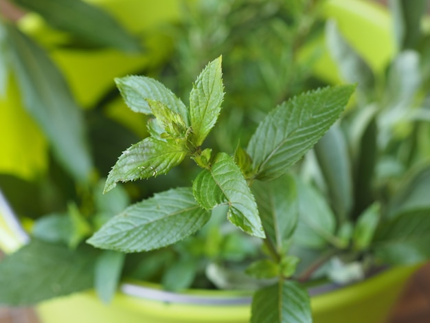 Peppermint (Mentha piperita) plant