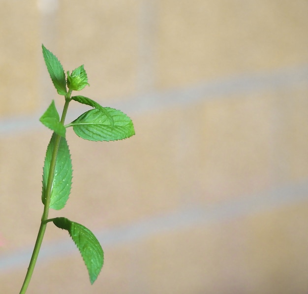 Peppermint (Mentha piperita) plant