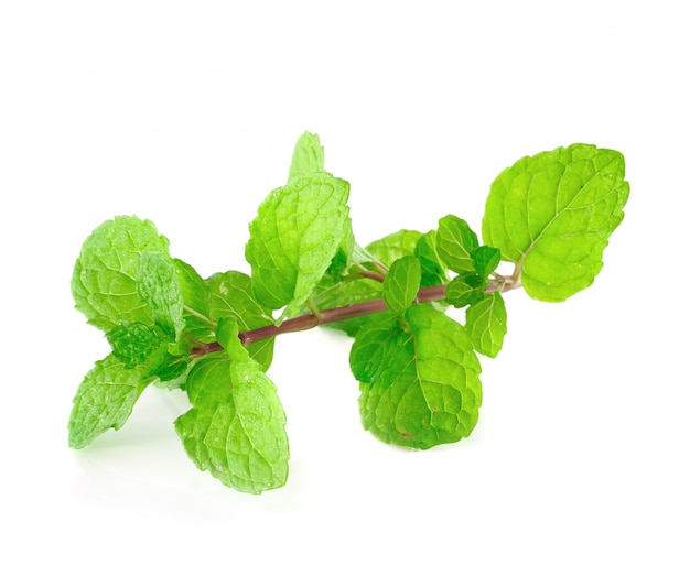 Peppermint or mint bunch isolated on white space